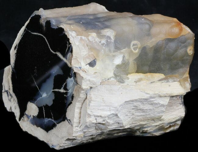 Polished Petrified Wood (Palm) Section - Eden Valley #41167